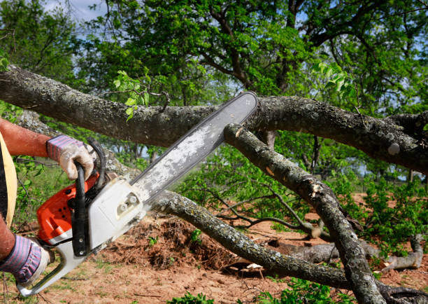 Best Tree Risk Assessment  in Sun Valley, ID